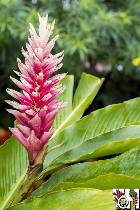 Alpinia purpurata pink rhizomes for sale - Tropics @Home