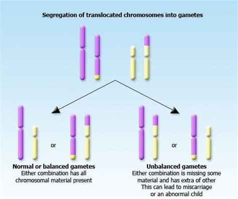 The Infertile Farmer: What is a Balanced Translocation?