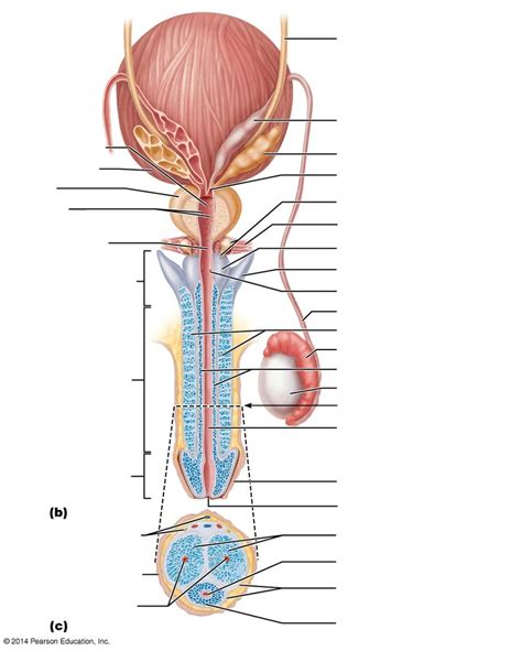 Reproductive Organs Of Human Male 2 Diagram Quizlet