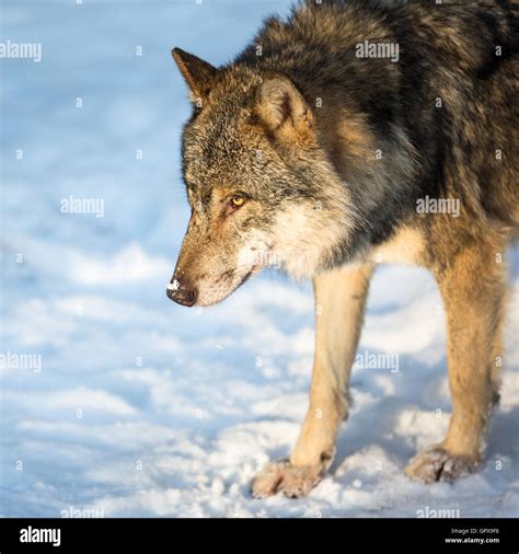 Gray Eurasian Wolf Canis Lupus Stock Photo Alamy