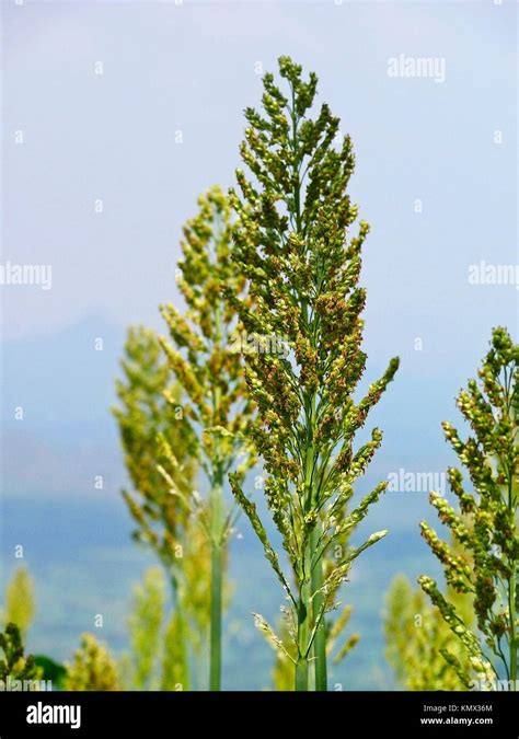 Green Sorghum Grass Hi Res Stock Photography And Images Alamy