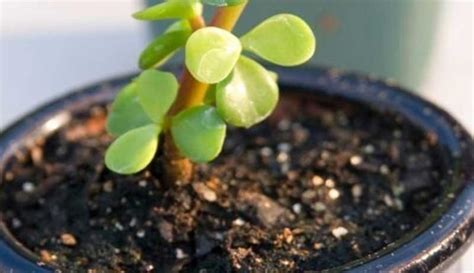 Best Potting Soil for Jade Plant | Top 5 Selection