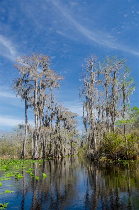 Okefenokee Swamp Trail | Florida Paddle Notes