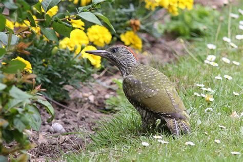 Green Woodpecker