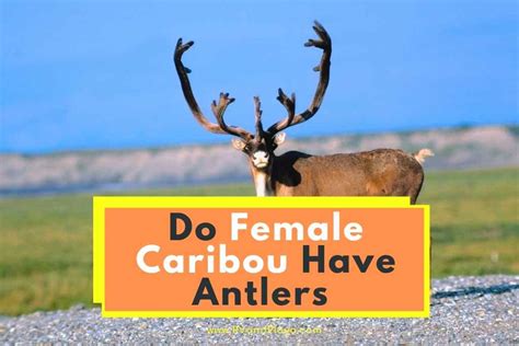 Do Female Caribou Have Antlers (Finally Explained!)