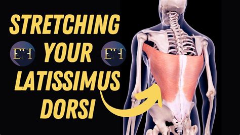 How To Stretch The Latissimus Dorsi Teres Major Stretching Your