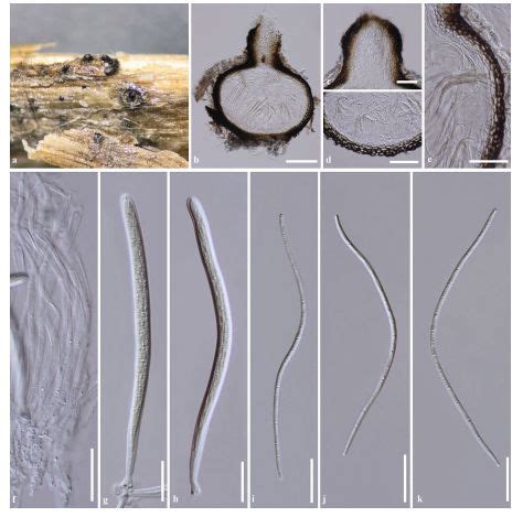 Pseudoophiobolus Galii Facesoffungi Number Fof Faces Of Fungi