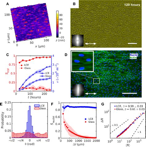 Uniform Alignment Of Hdf Cells On Lce With A Uniform Nuniform Uniform N