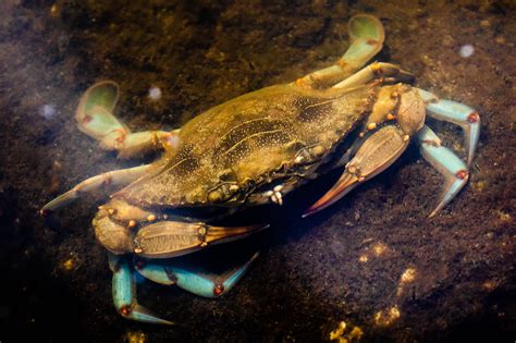 Marylands Blue Crabs Are Back In The Chesapeake Bay But That May Not