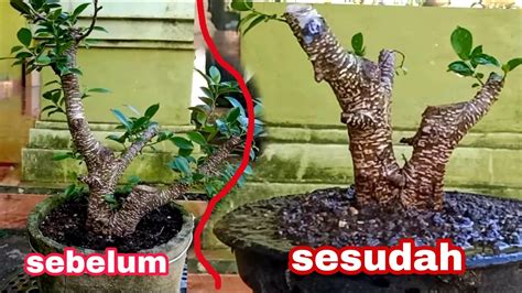 CARA MENENTUKAN GERAK DASAR BONSAI YouTube