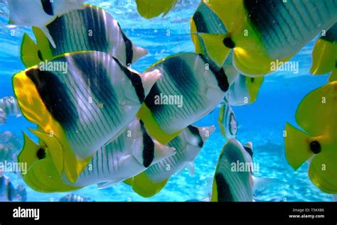 Diving School Bora Bora Hi Res Stock Photography And Images Alamy