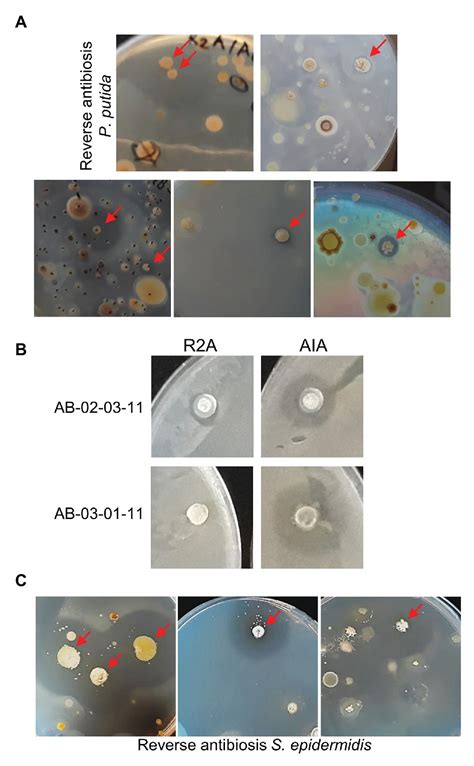 Frontiers Micromundo Upside Down Targeted Searching For Antibiotics