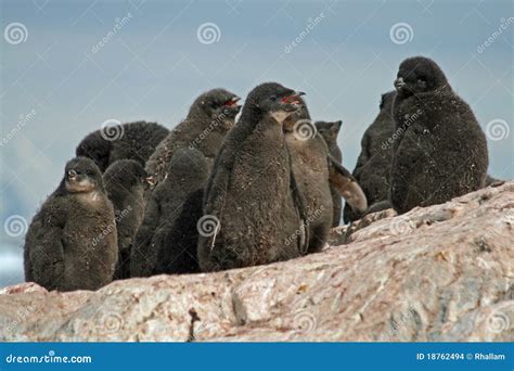 Adelie Penguin chicks stock photo. Image of bird, snow - 18762494