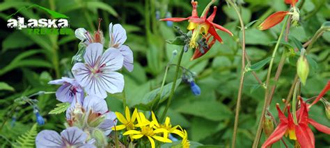 Alaska Flowers | Flower in Alaska - Pictures Photos of Flowers