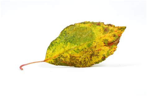 Premium Photo | Fall leaf isolated on white background