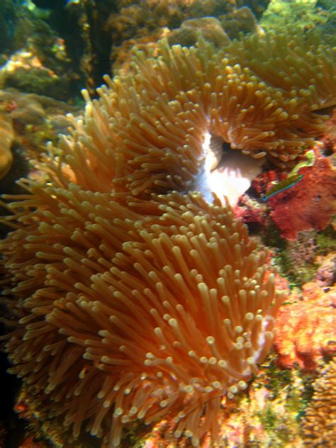 Ko Phi Phi | LOCAL COLOR