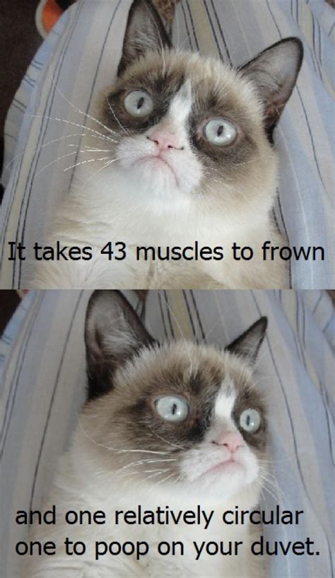 Grumpy Cat Shows His Muscle Meme Guy