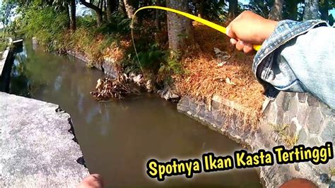 Mancing Ikan Kasta Tertingi Spot Waru Sukoharjo YouTube