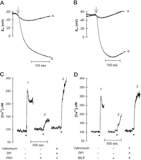 Effect Of Combined Pretreatment With Valinomycin And Dpi On The Pma And