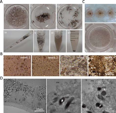 Expansion And Differentiation Of Polarized Rpe Cells On Transwell