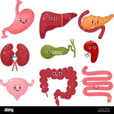 Collection Cute Human Cartoon Organs Gastrointestinal Tract Vector