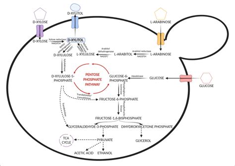 Metabolic Pathways Involved In The Assimilation Of Xylose Arabinose