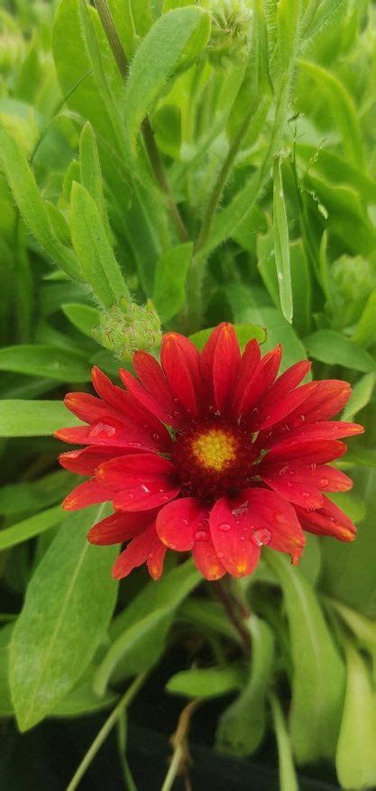 Gaillardia Aristata Mesa Red Gailardia O Cista Mesa Red P Aga Flora