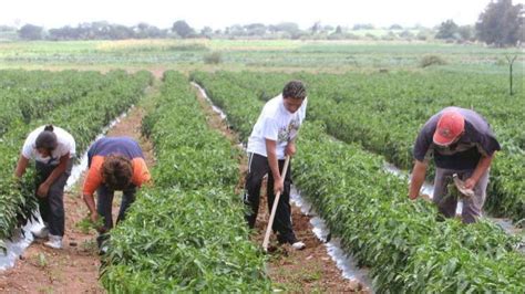 Sedapa Y Sader Con Programas Federales Benefician Al Campo