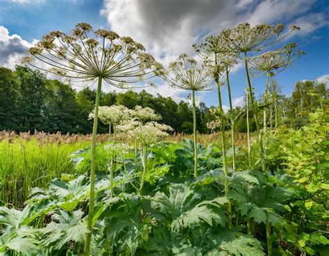 Invasive plant species – Mississaugas of the Credit First Nation