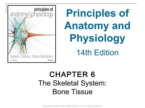 06 Chapter 6 The Skeletal System Bone Tissue Ppt