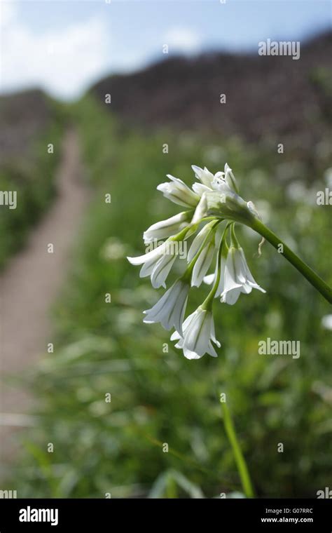 Three Cornered Leek Stock Photo - Alamy