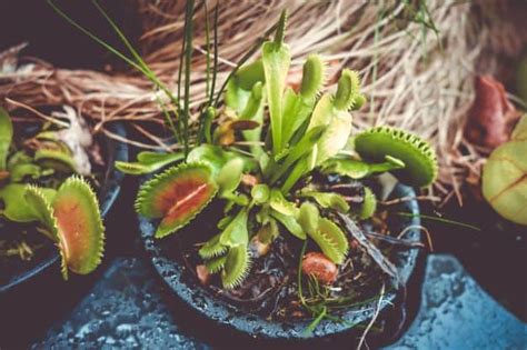 Venus Flytrap Care A Complete Guide Carnivorous Plants Tips