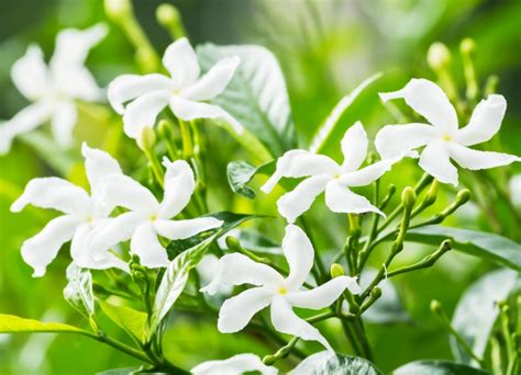 10 Different Types of Jasmine Plants (Photos) - Garden Lovers Club