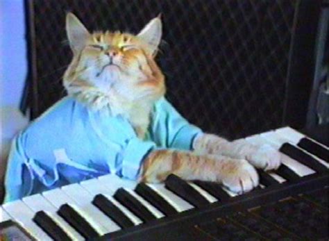 Keyboard Cat National Cat Day Geek Pictures Popsugar Tech Photo 5