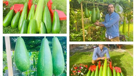 Shoker Bagan Biggest Harvest Bangla Law