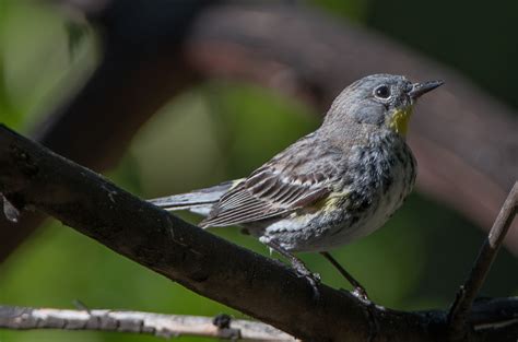 Yellow Rumped Warbler Visitors Wings Over Skagit