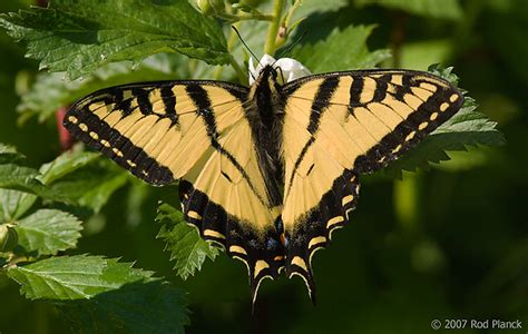 Canadian Tiger Swallowtail Butterfly Papilio Canadensis Summer