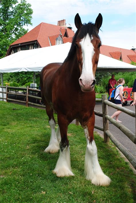 Huge Clydesdales At Grants Farm Beautiful Horses Some Of Which Are