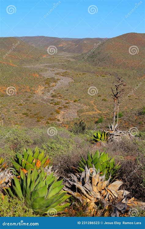 Desert Mexican Landscapes Stock Photo | CartoonDealer.com #5102628