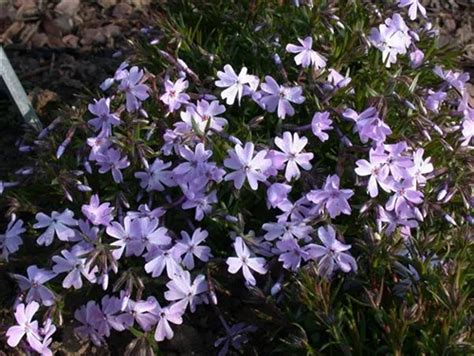 Phlox Subulata Emerald Cushion Blue Garten Teppich Flammenblume