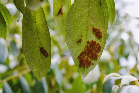 premium photo plant disease plant pest  pathogens macro shot