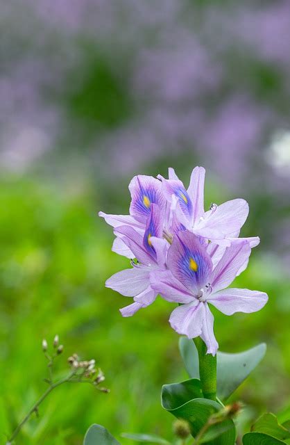 Eichhornia Crassipes Flower - Free photo on Pixabay - Pixabay