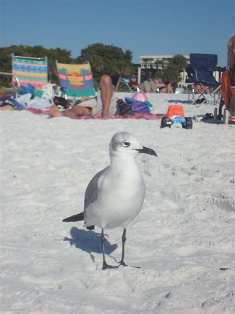 Siesta Key Beach Seagull Siesta Key Beach Florida Chris Lexow Flickr