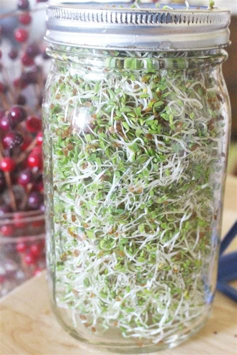 Growing Sprouts In A Jar