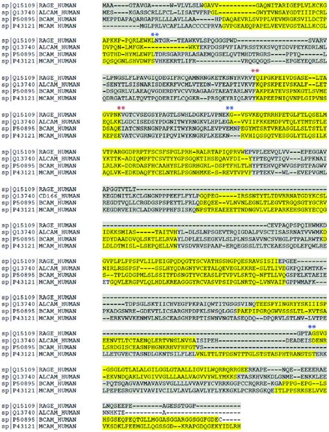 Comparison Of The Rage Alcam Bcam And Mcam Protein Sequences The Download Scientific Diagram