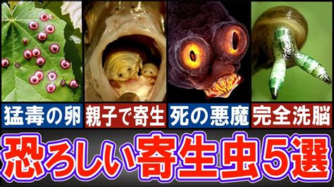 【閲覧注意】エグすぎる寄生虫5選【ゆっくり解説】【動物おもしろ雑学】 Youtube