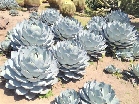 Agave parryi var. truncata (Artichoke Agave) - World of Succulents