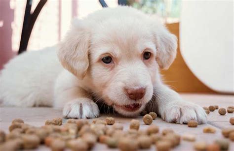 Come Scegliere I Migliori Croccantini Per Cuccioli Di Cane Test E