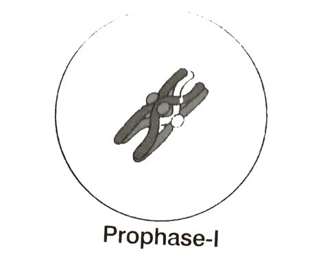 Fajarv: Prophase 1 Diagram