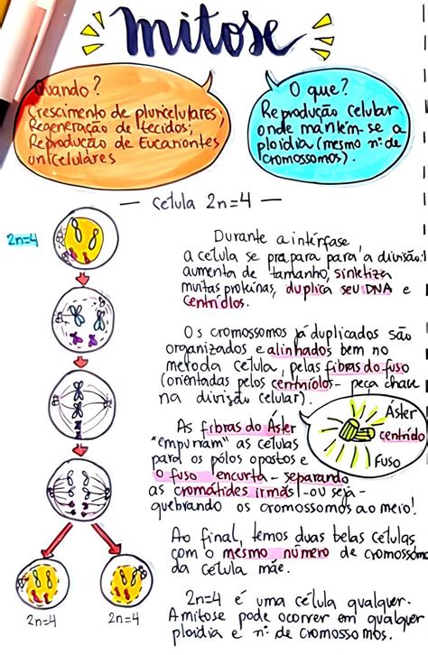 Mitose X Meiose Mapas Mentais Mapa Meiose Kulturaupice Images